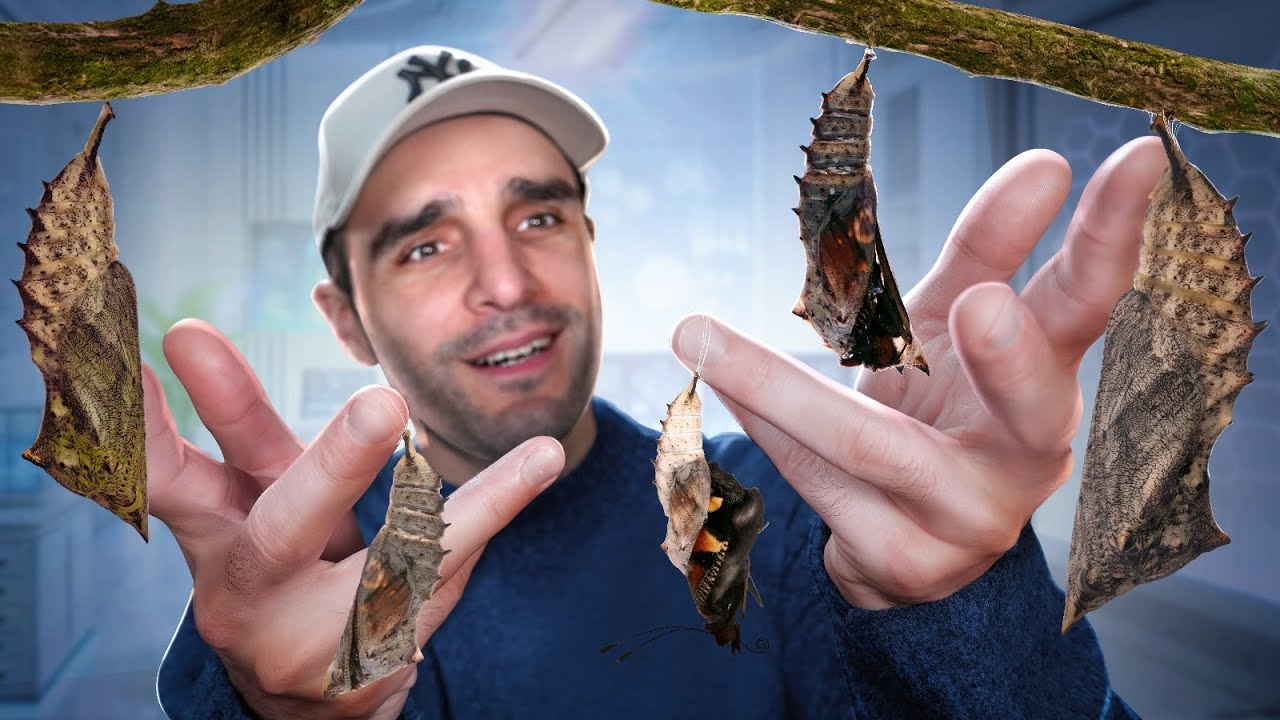 J'élève des papillons incroyables !