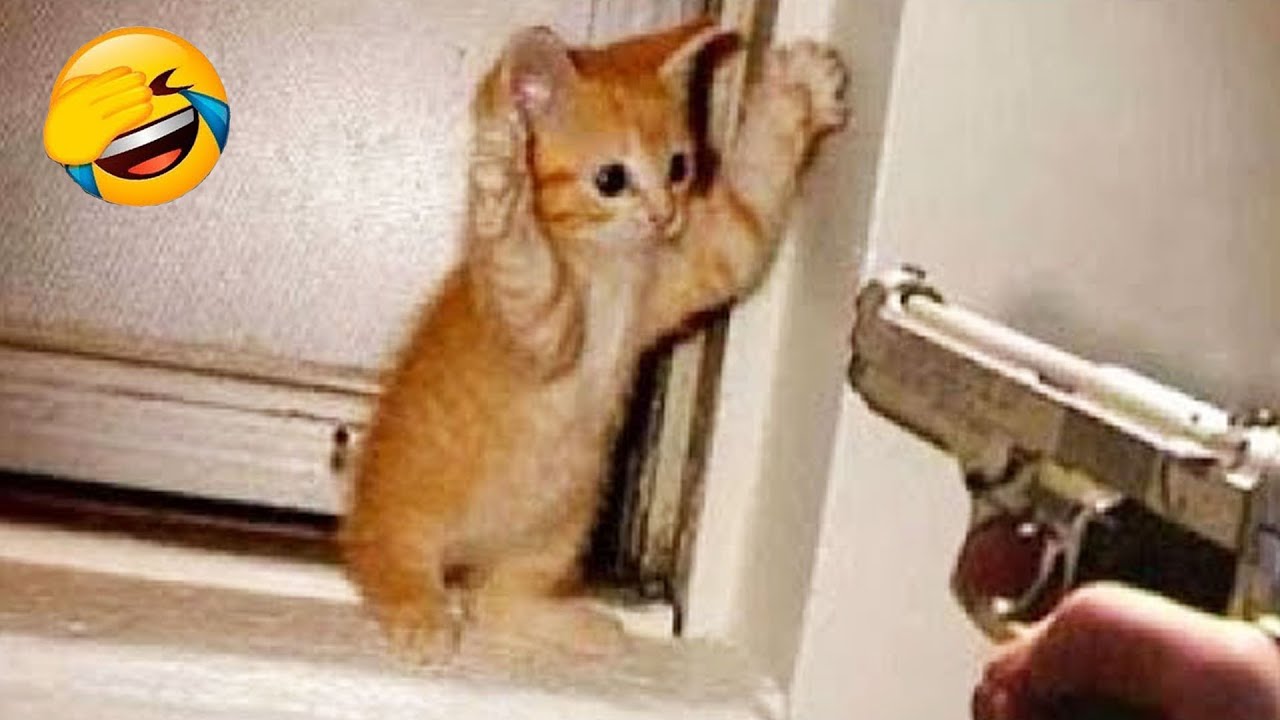 笑ったら負け 🤣 2025 年の最も面白い猫と犬の動画 😸🐶 パート 5