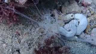 Weird medusa worm P6134136