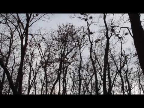 Szelevényi - Porteleki duo