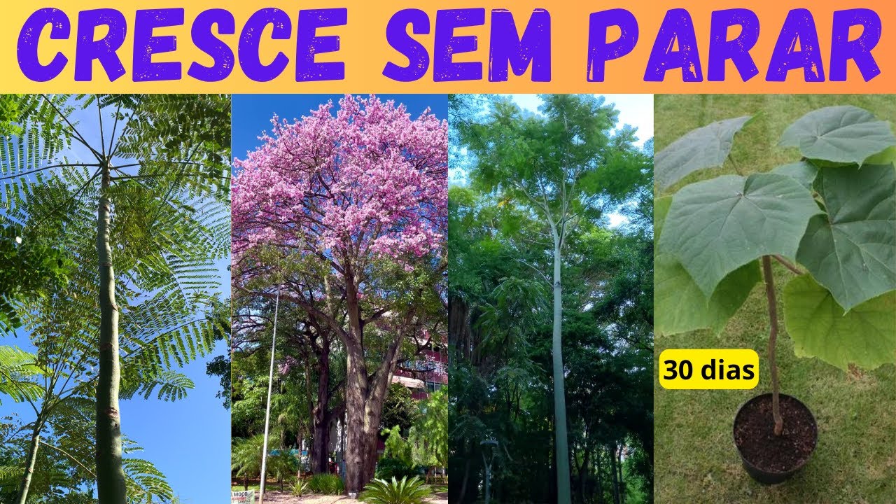 7 ÁRVORES NATIVAS que CRESCEM muito RÁPIDO para sombra, paisagismo e reflorestamento.