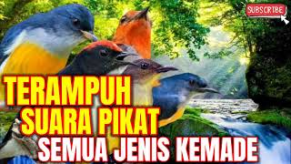 Download lagu SUARA PIKAT SEMUA JENIS BURUNG KEMADE RIBUT TERAMP... mp3