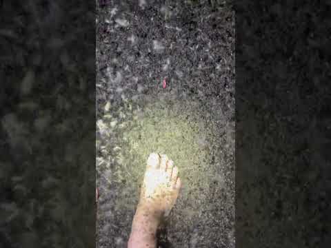 A few mosquitoes in the Everglades #everglades#bugs#florida#youtubeshorts#wildlife