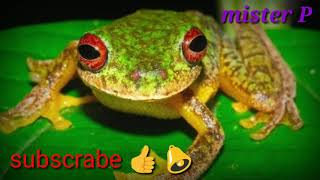 Download lagu backsound suara katak mp3 Download lagu backsound suara katak mp3