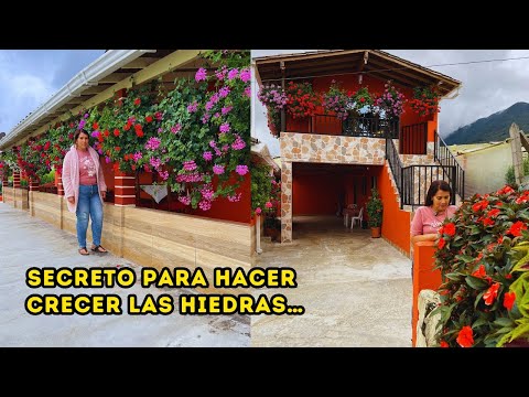 Esta es la CLAVE para los GERANIOS, este JARDÍN es un palacio de FLORES, las PLANTAS de Albita |AP