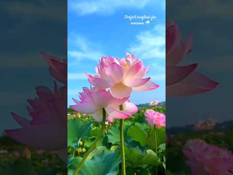 Suno na sangemarmar | instrumental ringtone | trending #ringtone #shorts #music