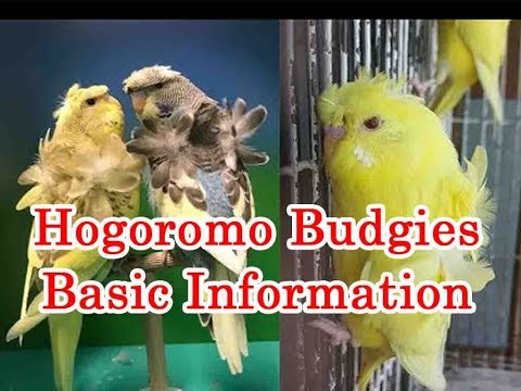 HOGOROMO BUDGIES  BASIC INFORMATION (JP)