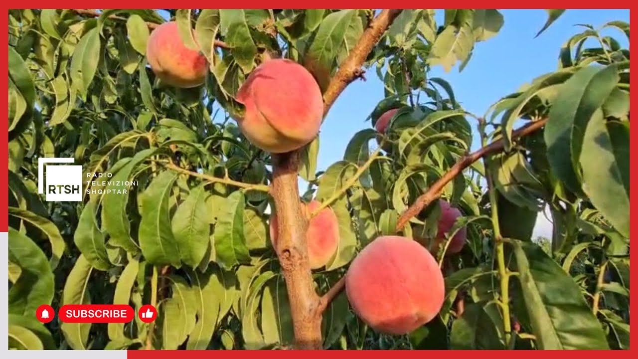 Pjeshkët e Barbullinjës në treg me standarde të BE, fermerët kërkojnë hetim pas kthimit nga Kroacia