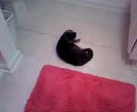 Devil Girl rolling on the floor