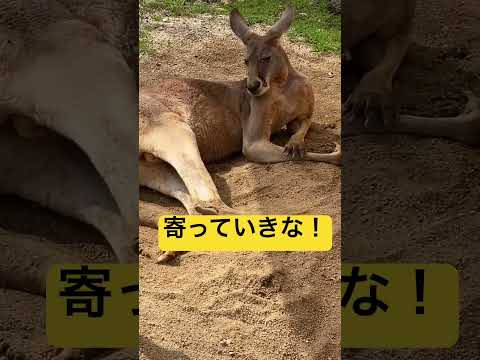 IUCN分類における絶滅の危険性を示す図。