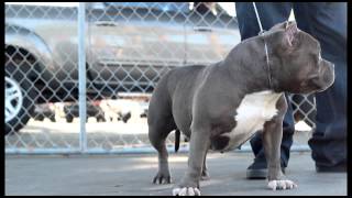 Blue Berry (Short Bus Bullys)