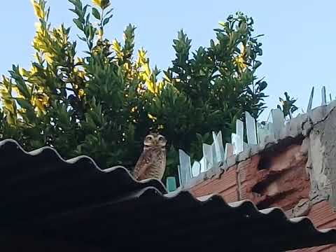 Apareceu uma coruja na minha casa