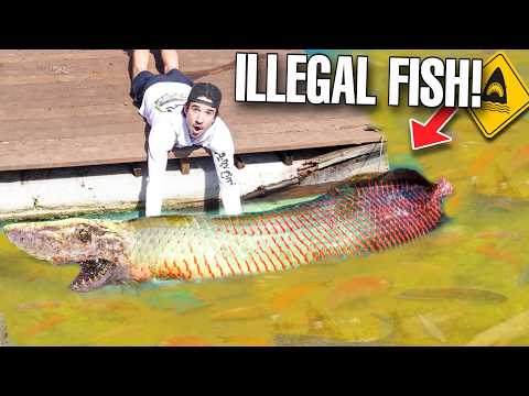 We Found ILLEGAL FISH For My Backyard Pond...