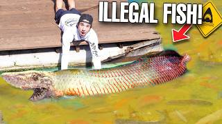 We Found ILLEGAL FISH For My Backyard Pond...