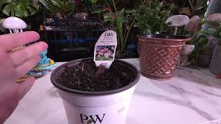 Tropical Plant Bulbs to Start Indoors For Extra Summer Size