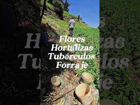 Capitulo 5 : Visitando parcelas en Tarma 📍 Tarma - Junin 💚 #agroturismo #Thaisecoblogger #tarma