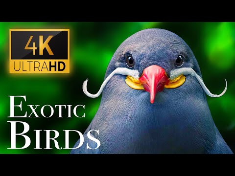 Exotic Birds 4K - Beautiful Bird Sounds In Rainforest | Jungle Sounds | Scenic Relaxation Film