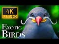 Exotic Birds 4K Beautiful Bird Sounds In Rainforest Jungle Sounds Scenic Relaxation Film