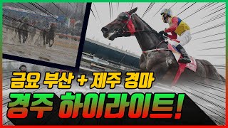 [금요 경마] 2025년 10월 31일 금요 경주 하이라이트 #경마 #한국마사회 #하이라이트