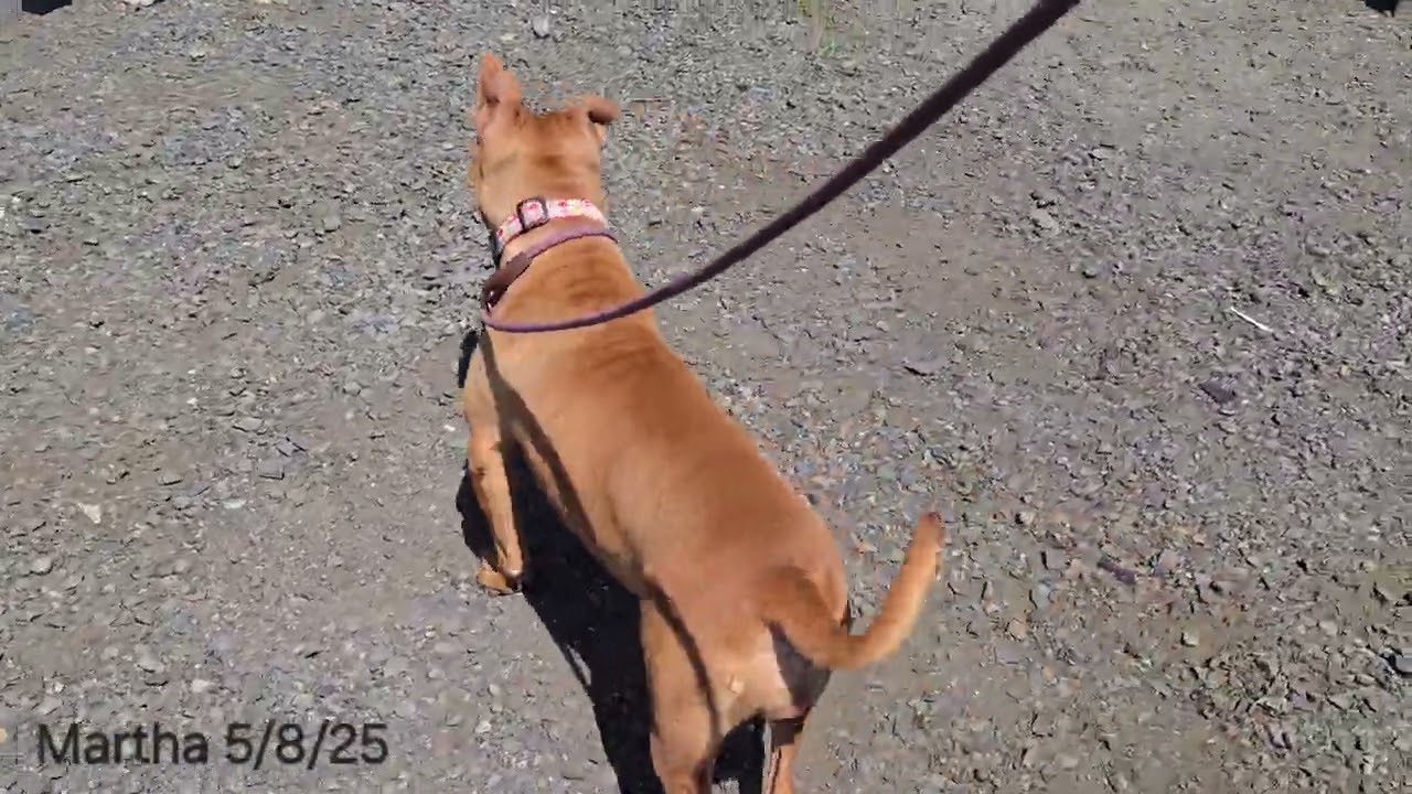 Enlarge Martha, a Adoptable Pit Bull Terrier in Trenton, NJ video 3/3