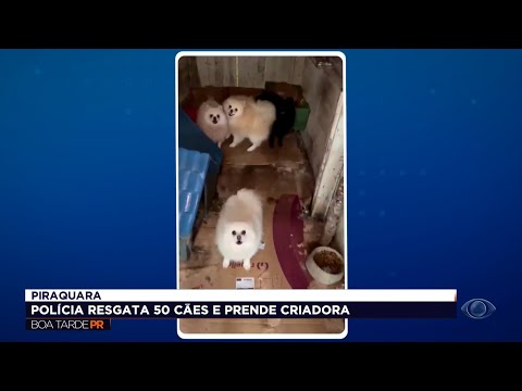 50 spitz em meio a fezes e urina: operação em Piraquara termina com prisão por maus-tratos