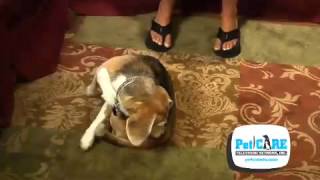 Moist Dermatitis Dogs