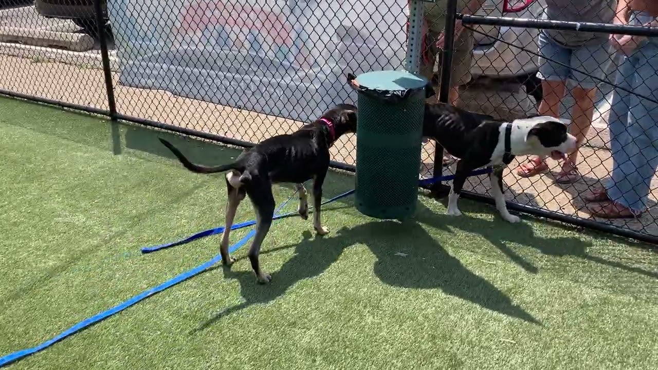 Hank, a Adoptable mixed breed in West Chester, PA video 6/6