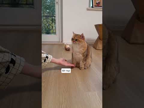 Dạy nhanh cho mèo con biết bắt tay! #bigbossdaily #shorts