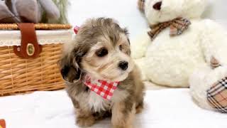 ハーフ犬の動画02