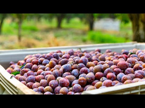 California Prune Harvest: Watch the Fruit Go from Fresh Plums to California Prunes
