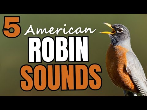5 American Robin Sounds & What They Mean