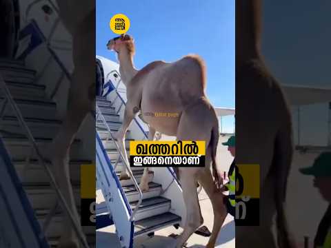 വളർത്തുമൃഗങ്ങൾക്കായി കോടികളുടെ ആഡംബര വിമാനങ്ങൾ, ഖത്തറിൽ ഇങ്ങനെയാണ് 😮