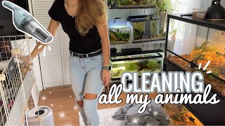 Clean ALL The Animals In My Bedroom
