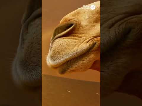The Camel: The Desert Miracle & Allah's Creation (Documentary) 🐪 #Nature