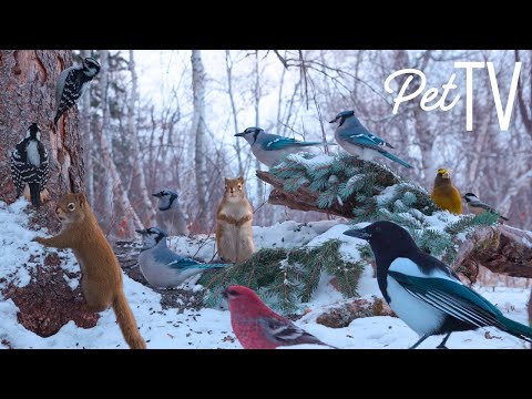 Snowy Day With Critters 🐿️ 8 Hours of Relaxing Nature - Cat TV • Dog TV