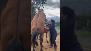 natural semen generation in a horse