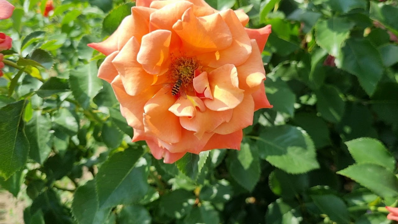 Роза Энн Хендерсон FRYER (Ann Henderson)- саженцы лицензионных роз купить в Моск