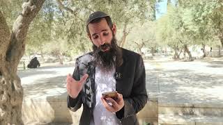 מה קודם, ביאת המשיח או בניין בית המקדש? הרב יששכר טייכטל זצ"ל | הרב אלישע וולפסון  (ישיבת הר הבית) - התמונה מוצגת ישירות מתוך אתר האינטרנט יוטיוב. זכויות היוצרים בתמונה שייכות ליוצרה. קישור קרדיט למקור התוכן נמצא בתוך דף הסרטון