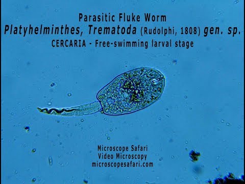 trematode paraziták)