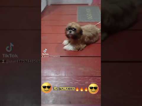 Cachorrada_-_Breno & Caio Cesar e MC Pedrinho😎🔥