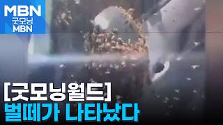 [굿모닝월드] 벌이 내리는 벌? [굿모닝 MBN]