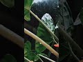 Pani Thuli Bgm