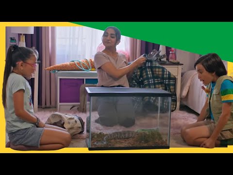 🦎🦖Dex and Kayla's Bluetongue Lizard Adventure! Discovering Its Dino Reptile Ancestors🐾 | @DinoKids