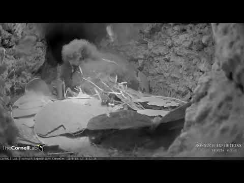 180512 Bermuda Cahow Cam - Sunny is very busy