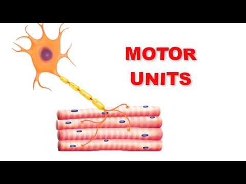 image-Which muscles have motor units?