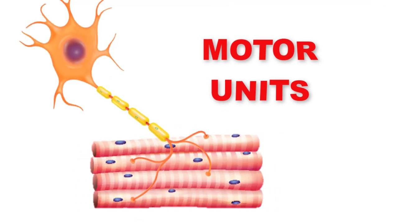 What is the smallest motor unit in the human body?