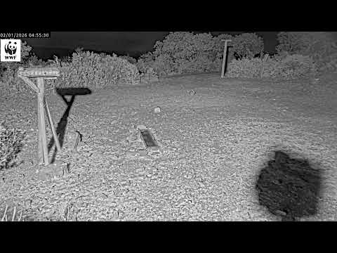 Emisión en directo Territorio Lince