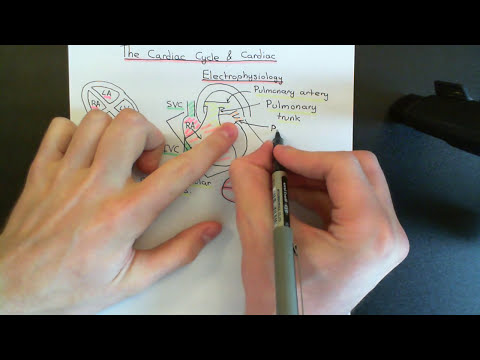 The Cardiac Cycle and Cardiac Electrophysiology Part 1