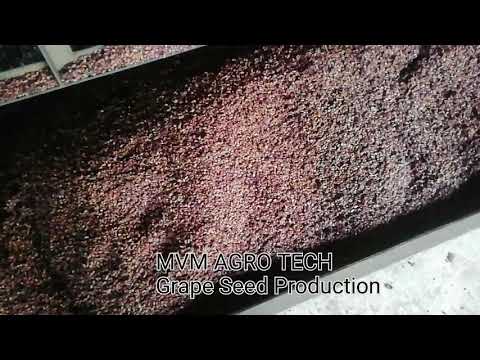 MVM Agrotech Natural Dry Grape Seed, Packaging Type: Hdpe Bags, Packaging Size: Coustomized Size