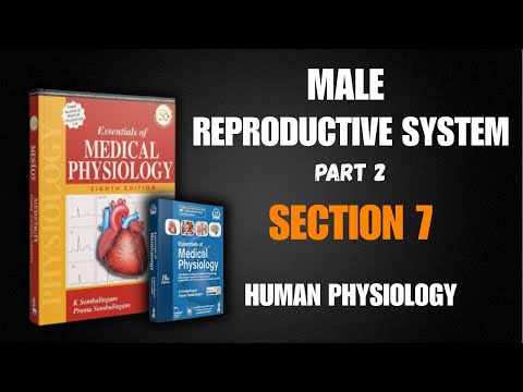 MALE REPRODUCTIVE SYSTEM part 2 | Anatomy & Functions | Reproductive system physiology